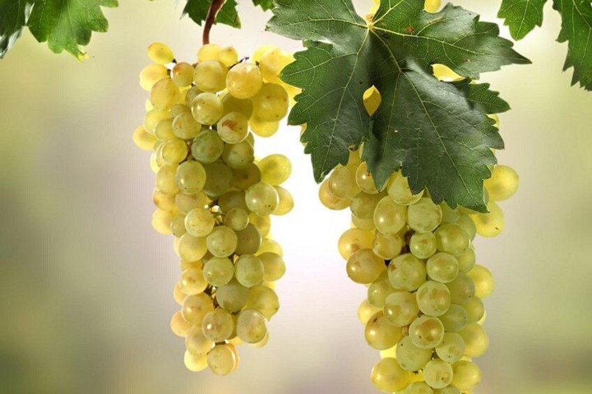 Clusters of green grapes hanging from a vine with large green leaves. 2