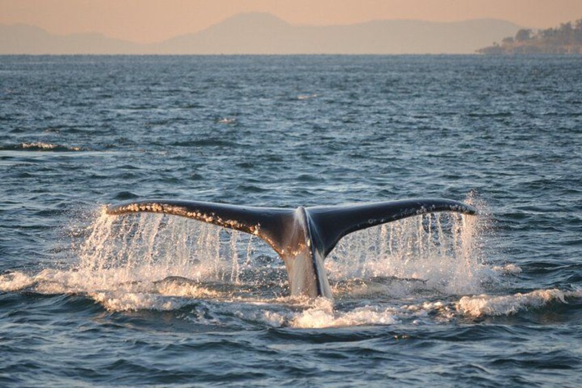 Humpback whale tail 3