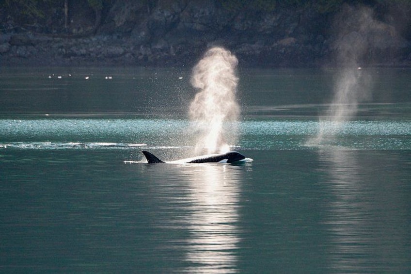 A whale breaching with water spraying up, calm sea, and distant boats. 1