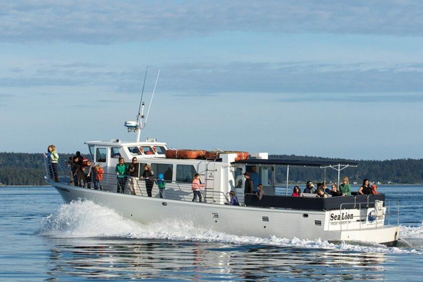 Whale Watching from Friday Harbor 4