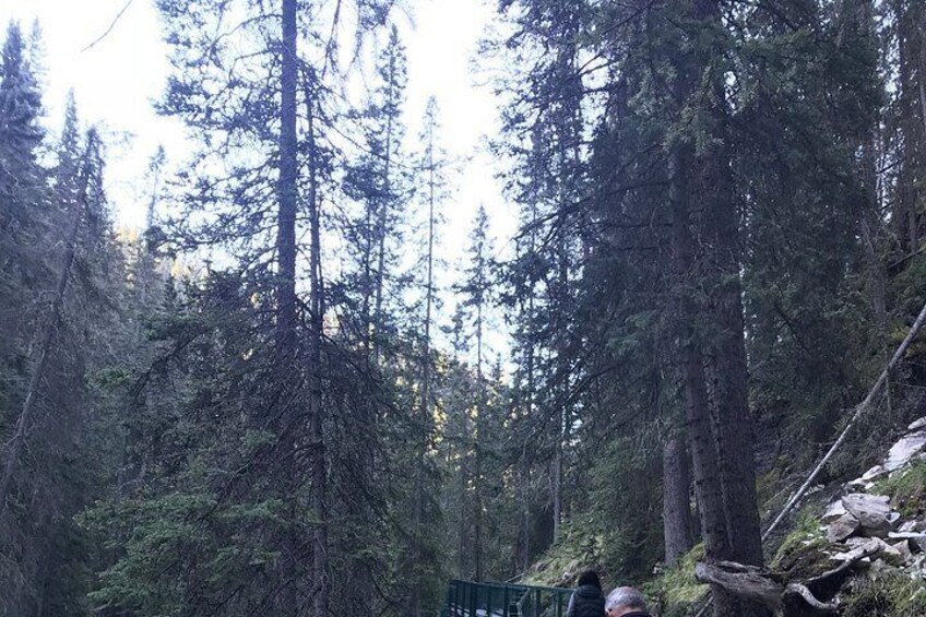 A dense forest with tall trees and a rocky outcrop. 3
