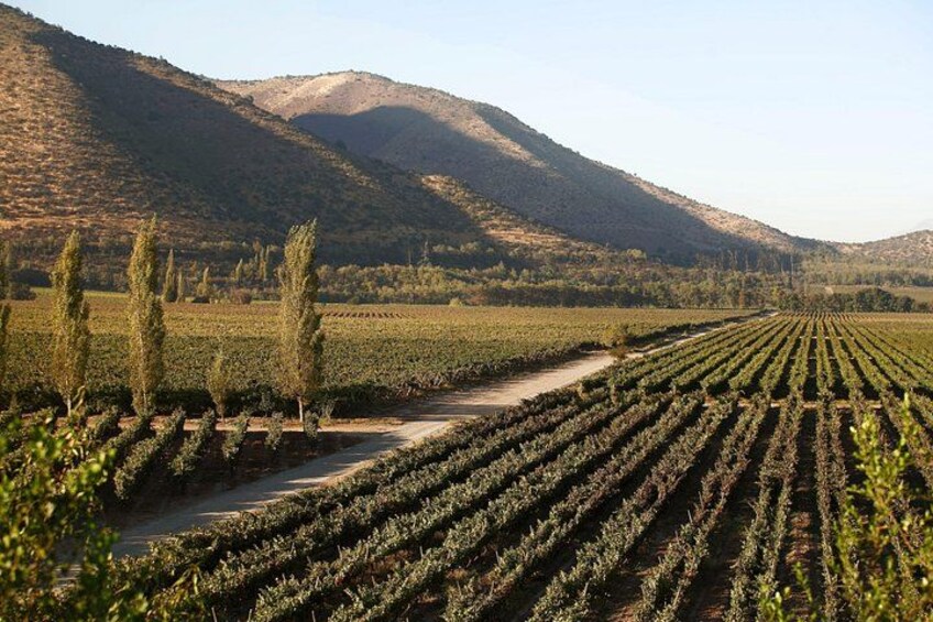 Santa Rita Winery Premium Tour 2