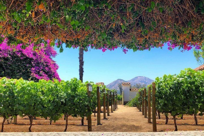 Santiago, Half day visiting Santa Rita vineyard, include entraces and transfer 2