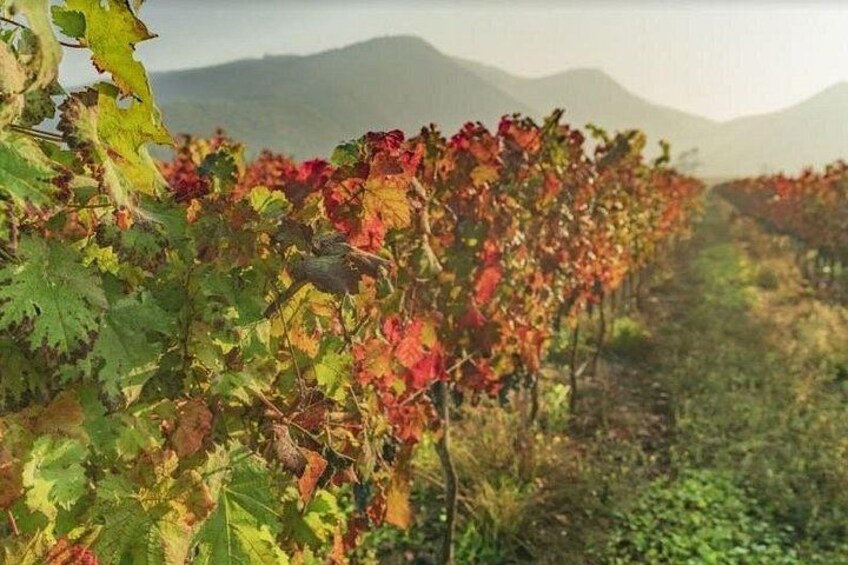 Private Colchagua Valley wine tour all inclusive from Santiago 5