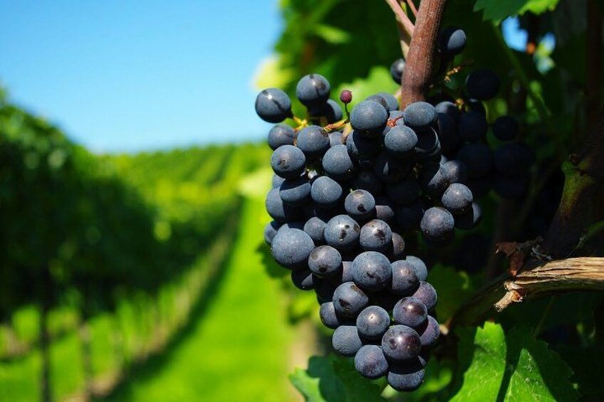 Private Colchagua Valley wine tour all inclusive from Santiago 5