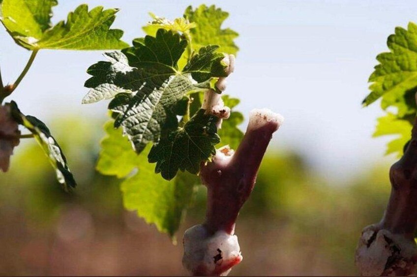 Private Colchagua Valley wine tour all inclusive from Santiago 2