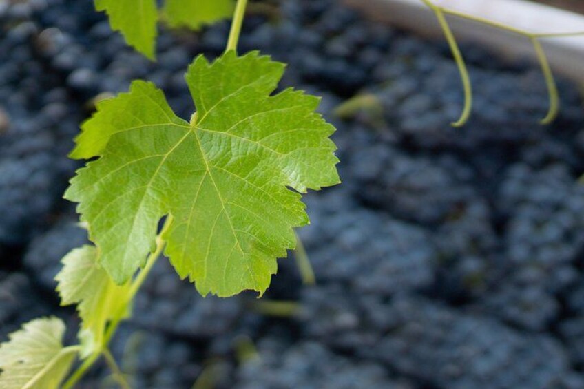 Private Colchagua Valley wine tour all inclusive from Santiago 3