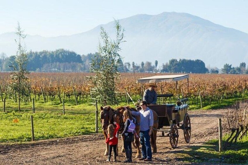 A vineyard with rows of grapevines, a horse-drawn cart, and a mountainous background. 1