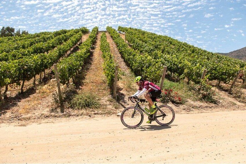 Private Colchagua Valley wine tour all inclusive from Santiago 3