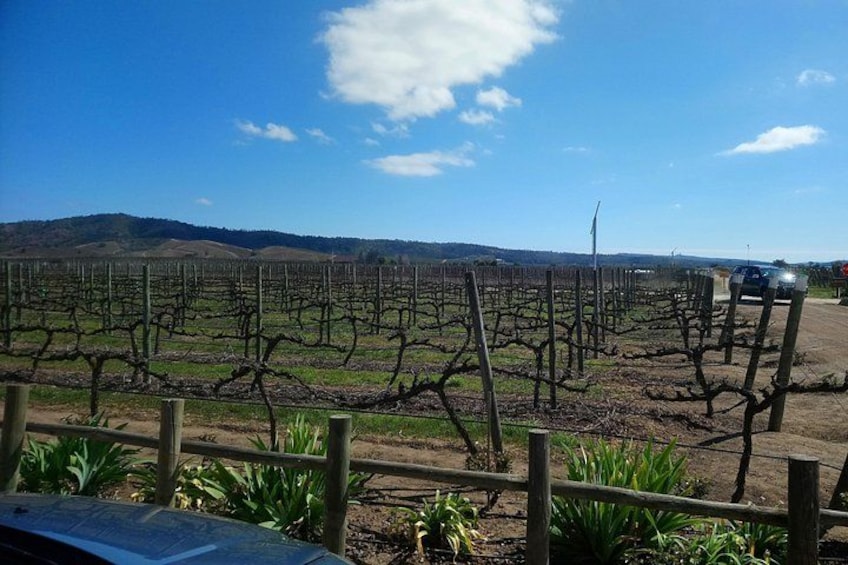 A vineyard with rows of grapevines under a clear sky. 1