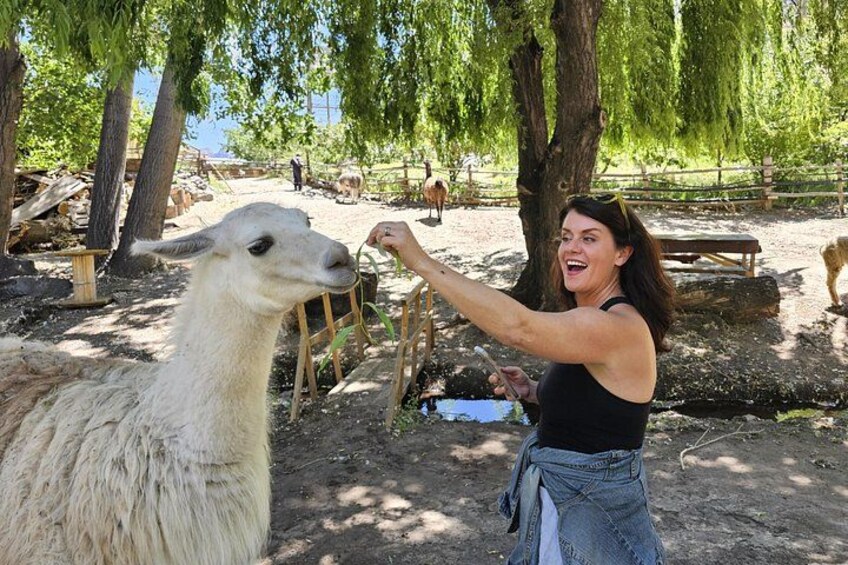 A person feeding a llama in a fenced outdoor area with trees and a bench. 2