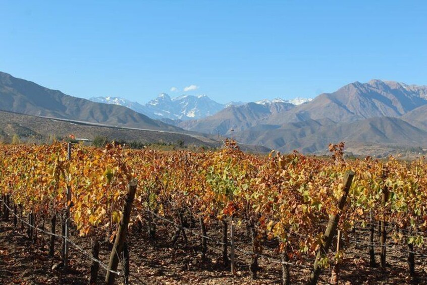 A vineyard with rows of grapevines, a mountain range in the background, and a clear sky. 3
