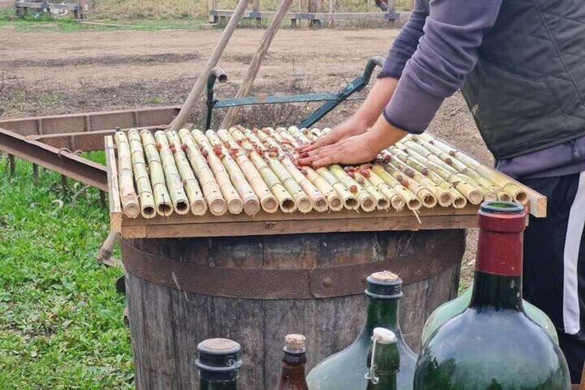 Santiago: Maipo Valley Tour, Wine, Pisco, and Lunch Included 1