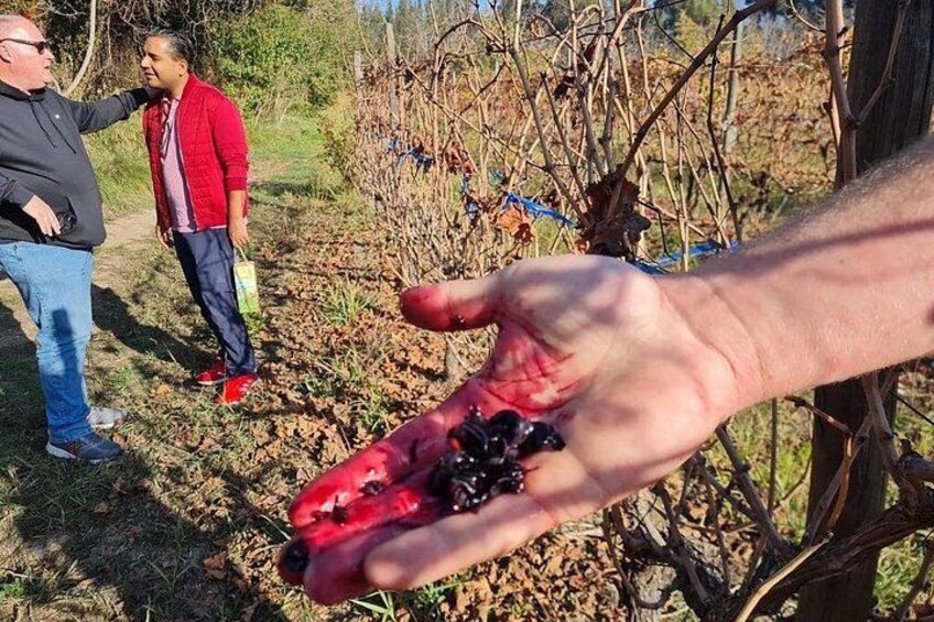 A hand holding black berries, a person in a red jacket, and a vineyard in the background. 4