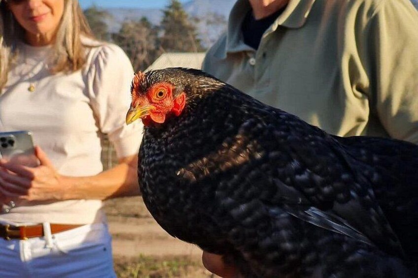 A person holding a chicken. 5