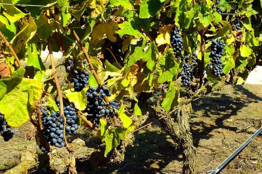 Maipo Valley Wine Tour with 4 vineyards from Santiago. 5