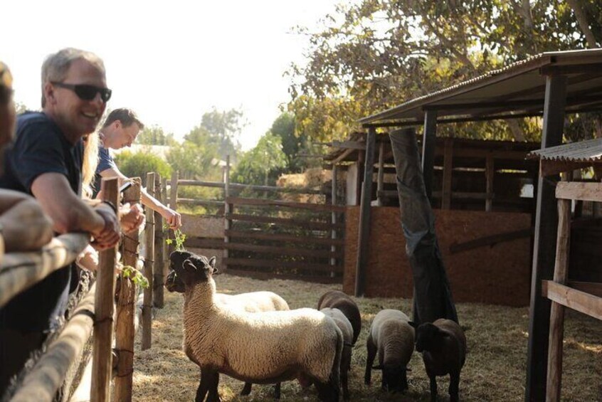 A fenced area with sheep and a wooden structure. 2