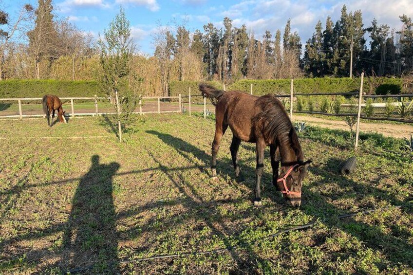 A horse grazing in a fenced pasture with trees in the background. 3