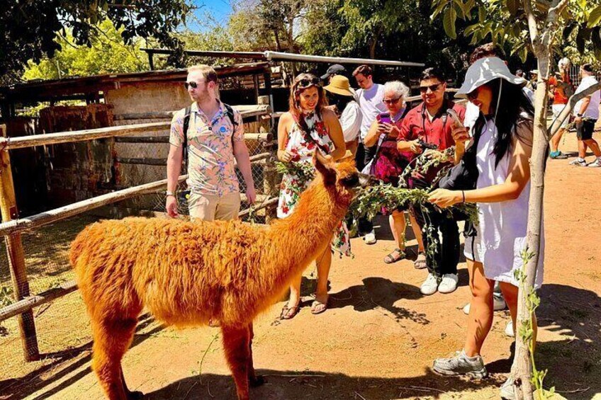 A llama in a fenced area with people around it. 3