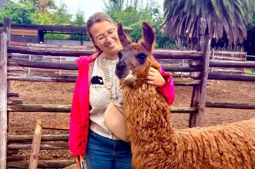 Una persona de pie junto a una llama en un recinto exterior con cercas de madera y una estructura de techo de paja. 2