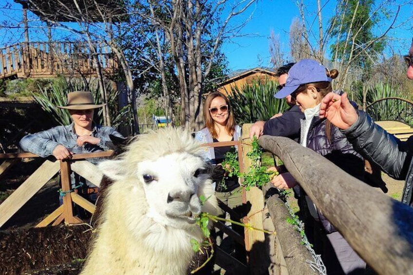 A llama near a wooden fence with people interacting. 4