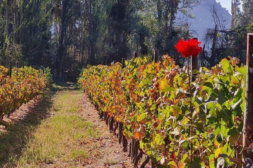 A vineyard with rows of grapevines and a red flower in the foreground. 4