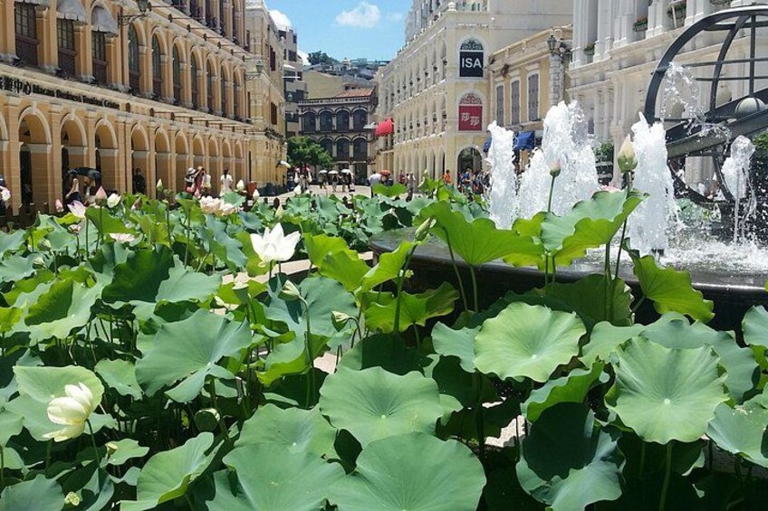 Ein Lotus-Teich mit Wasserspielen in einer Stadt. 4
