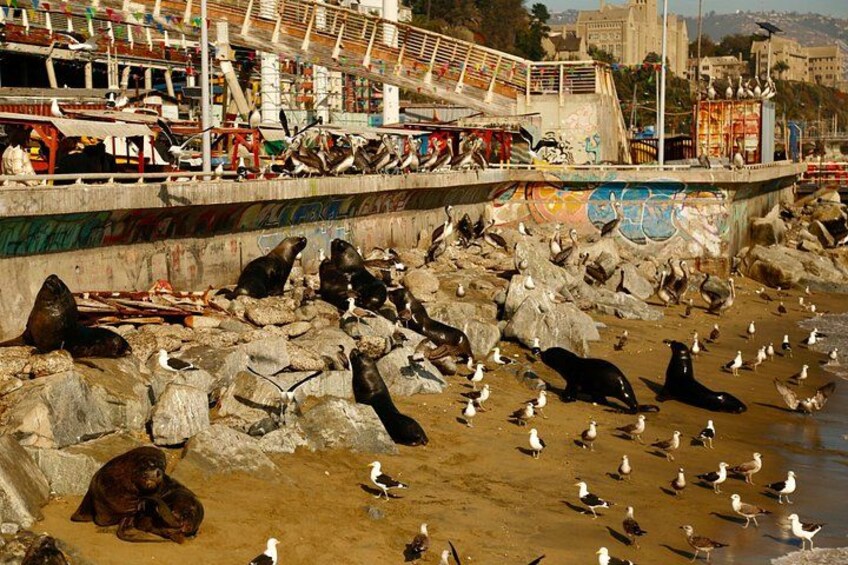 Valparaiso Port and Viña del Mar with Casablanca Wine Tasting 2
