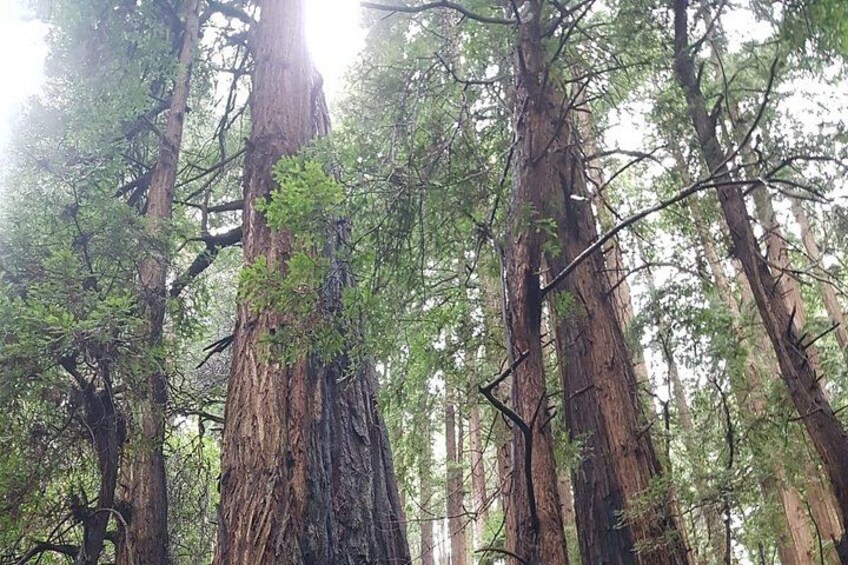 Muir Woods and Sausalito Small Group Tour 2