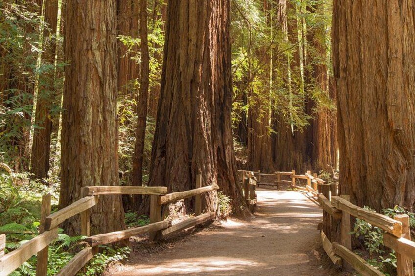 Muir Woods and Sausalito Small Group Tour 1
