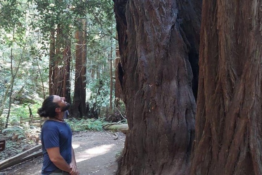 Muir Woods and Sausalito Small Group Tour 3
