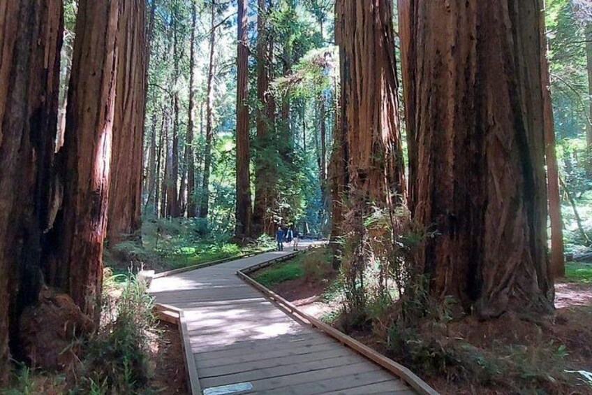 A wooden boardwalk in a forest with tall trees. 2