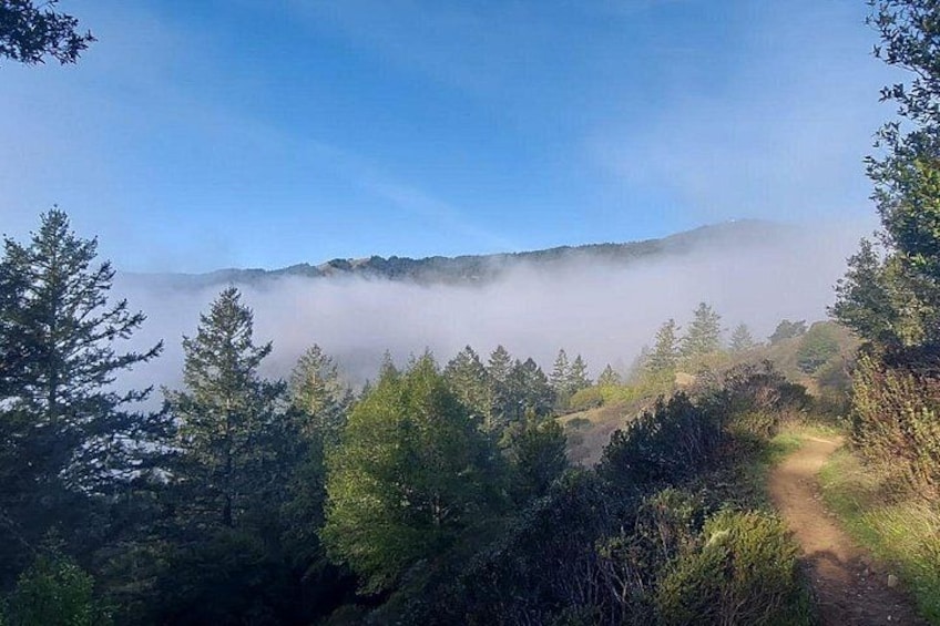 A forested landscape with a mist-covered mountain range in the background and a dirt path leading through the trees. 2