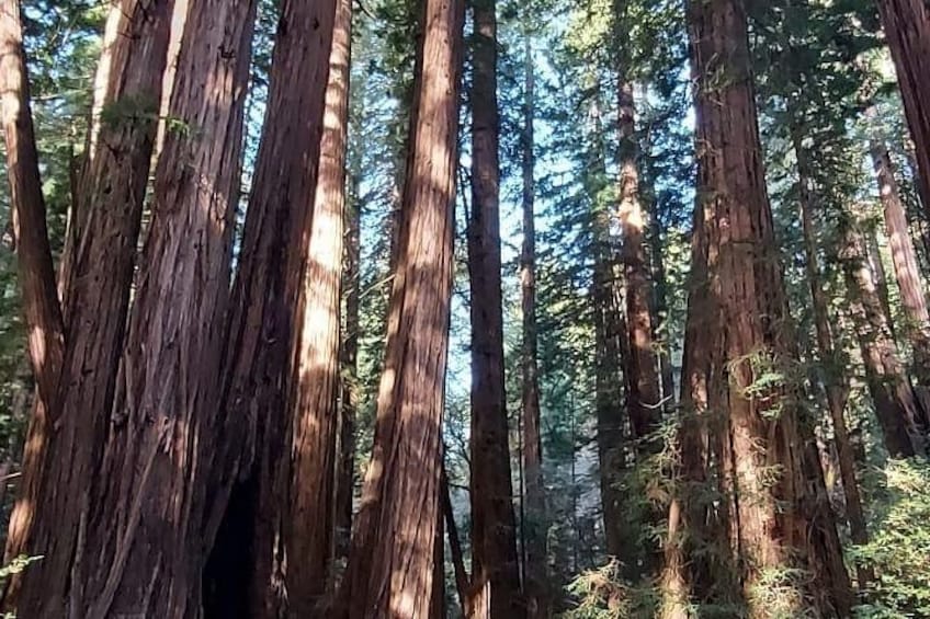 De grands séquoias s’élèvent au cœur d’une forêt dense. 2