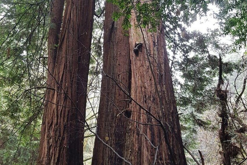 Altos árboles de secuoya con cavidades y ramas visibles. 5
