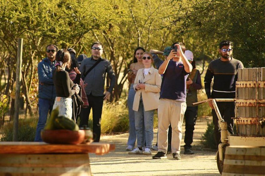 A group of people standing in a vineyard, some taking photos. 2