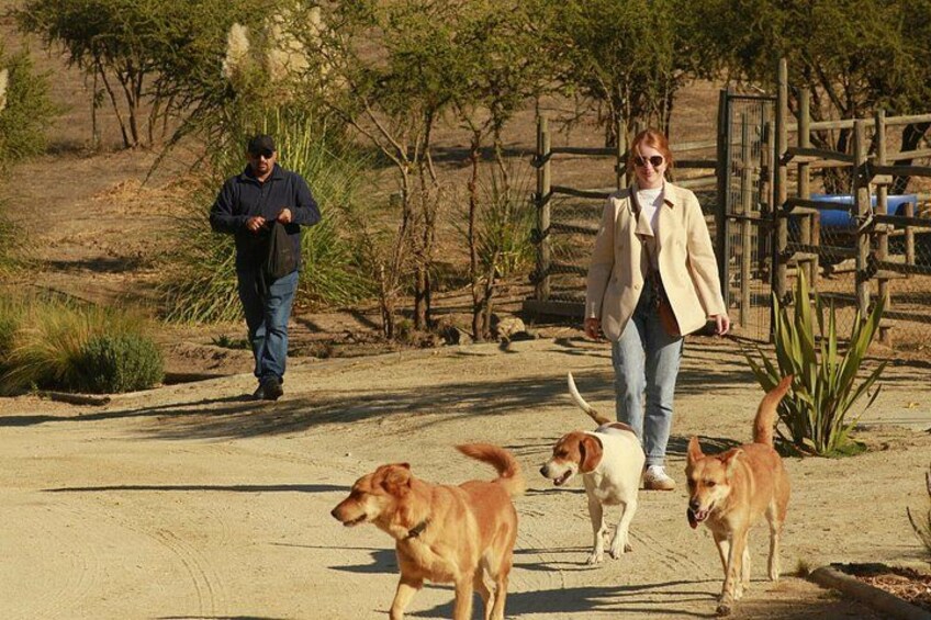 A person walking with two dogs on a dirt path, surrounded by sparse vegetation and a wooden fence. 4