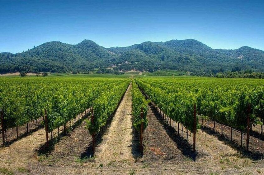 Half Day Trip to Undurraga Vineyard from Santiago - Wine Tasting Included 2