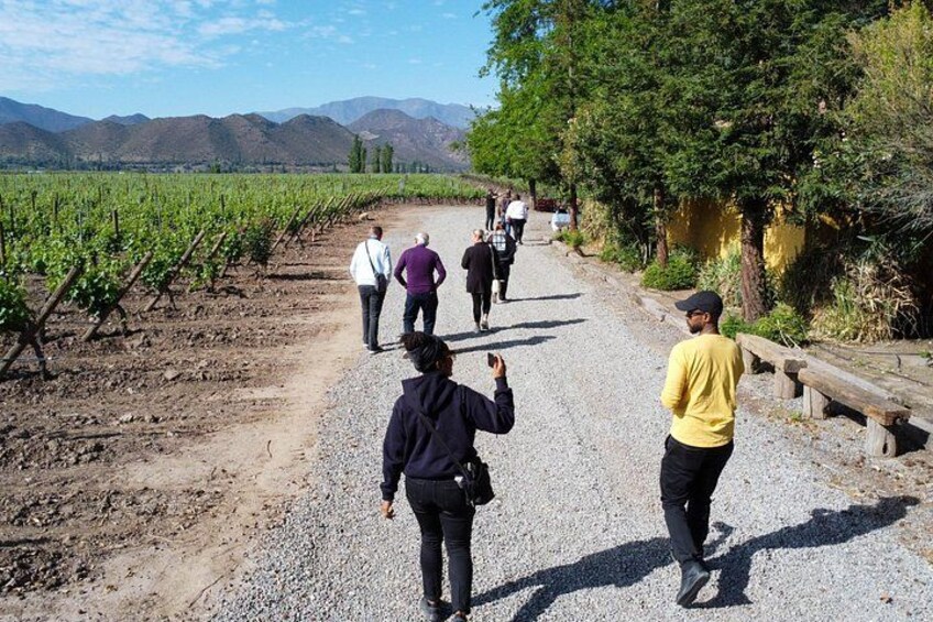 Un sendero de grava en un viñedo con gente caminando. 3