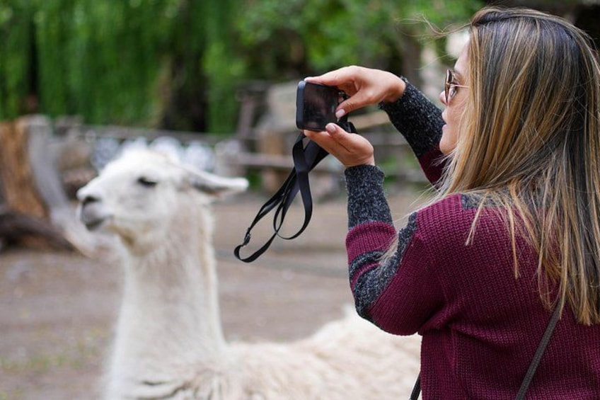 En person fotograferer en hvid lama. 2