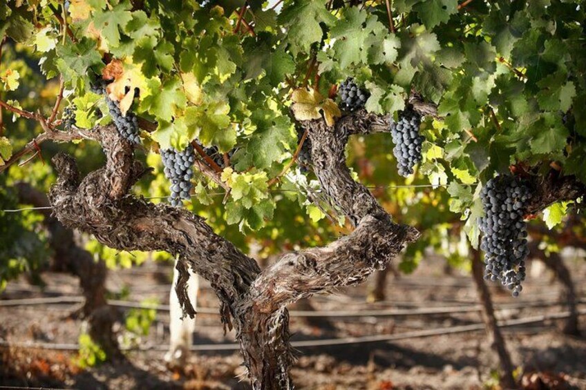 Tour to Valparaíso, Viña del Mar, Pablo Neruda Museum and Vineyard 2