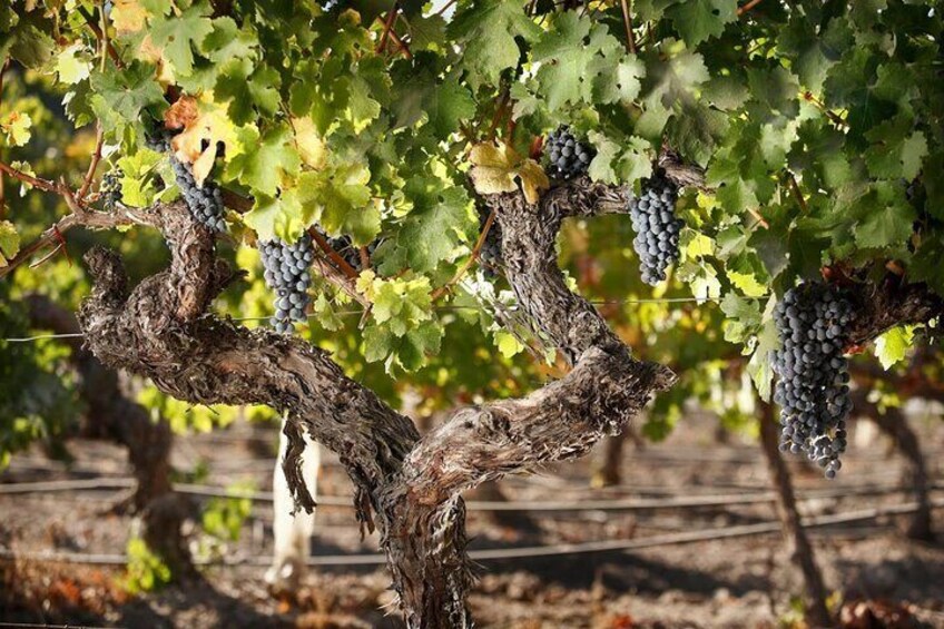Viñedo con vides cargadas de racimos de uvas oscuras. 2