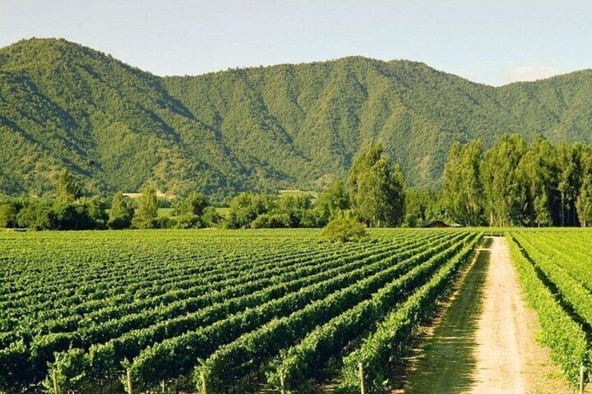 Un viñedo con hileras de vides y un sendero de tierra que lo atraviesa, con colinas verdes al fondo. 2