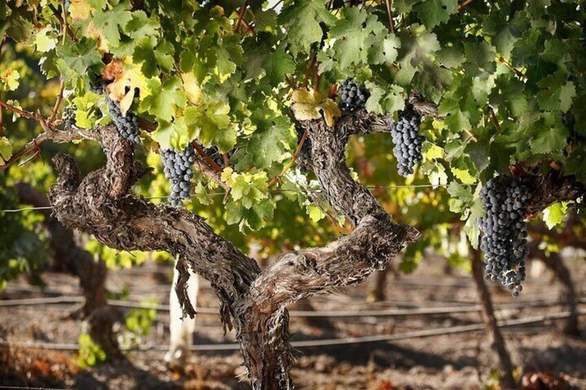 Tour to Valparaíso, Viña del Mar, Pablo Neruda Museum and Vineyard 3