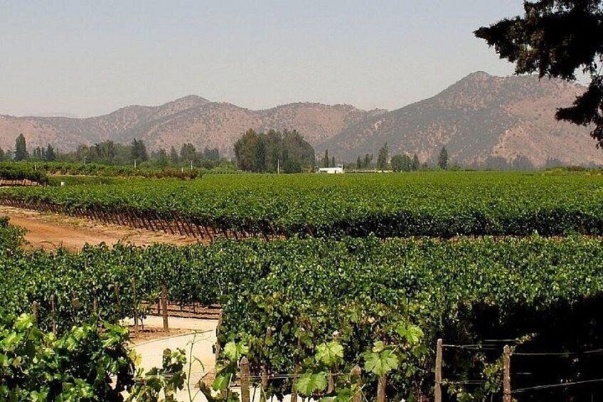 Un vignoble avec des rangées de vignes, un chemin de terre et des montagnes en arrière-plan. 1