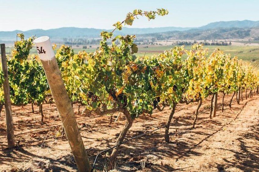 Un vignoble avec des rangées de vignes et un poteau en bois portant une étiquette. 1