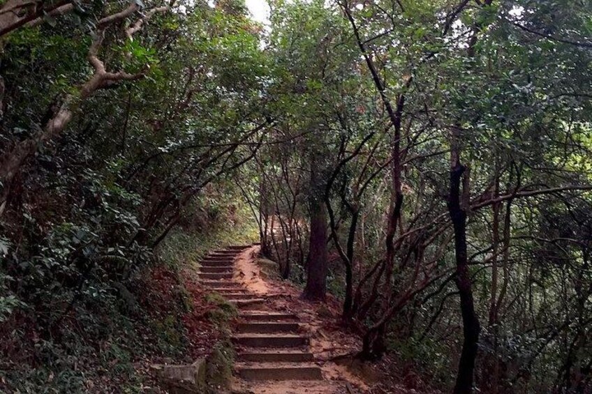 Half-day Hiking Tour in The Green to Lion Rock in Hong Kong 2