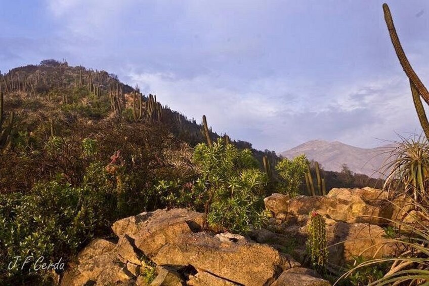 Un paysage désertique parsemé de cactus et de rochers. 3