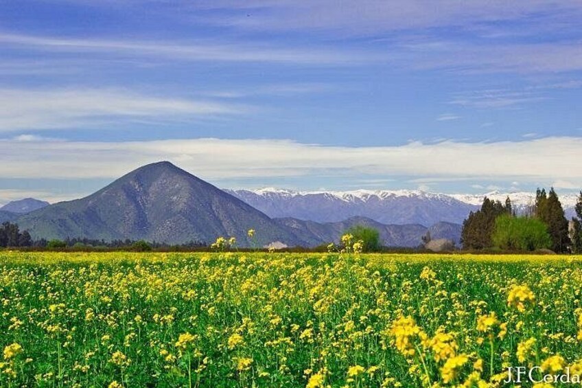 Un champ de fleurs jaunes, avec des montagnes en arrière-plan. 4