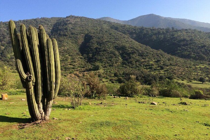 Un grand cactus se dresse dans un champ herbeux, avec des montagnes en arrière-plan. 2
